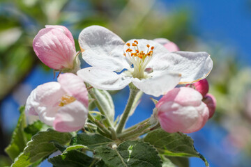 Branches of apple tree in the period of spring flowering with blue sky on the background.
