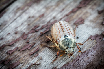 Close-up a cockchafer beetle on wooden boards.
