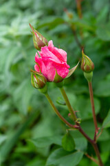 Bud of pink rose with blurred green natural background.