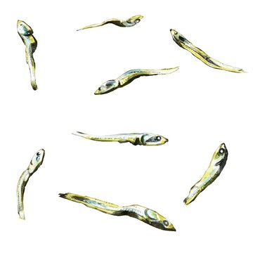 積める・手描き水彩の煮干しイラストセット