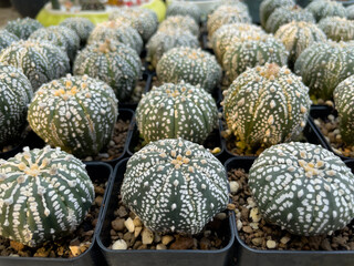 cactus in a greenhouse