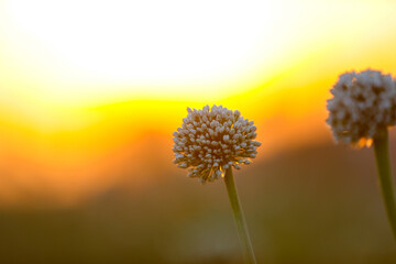 Onion flower at Onion agriculture field.