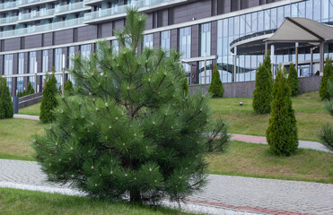Obraz premium Lonely European Cedar Pine in European City