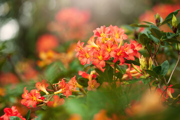 Blooming orange Rhododendron flowers in a botanical garden.