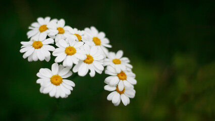 Daisies on a green background