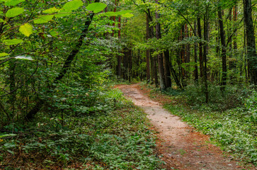 Fototapeta premium path in the woods