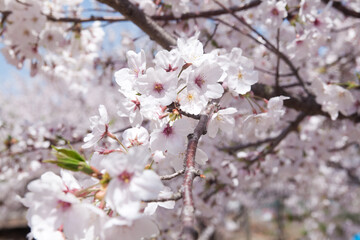桜