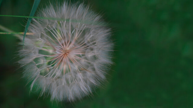 Dandelion on a green background