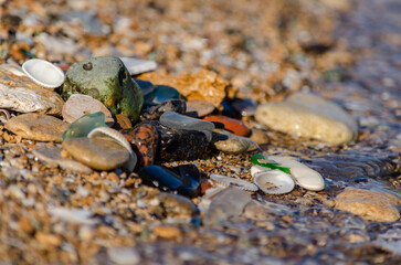 blue crab on the beach
