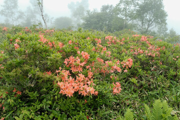 レンゲツツジが咲き、霧に包まれた幻想的な、新緑の湯ノ丸高原