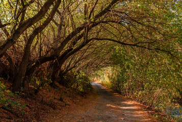 footpath in the woods