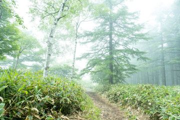 霧の中の森