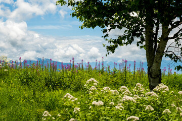 Fototapeta na wymiar 夏の高原に咲く高山植物と、青い空と白い雲