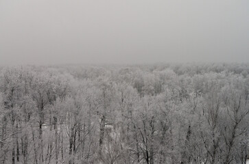 white trees in the forest after heavy snowfall
