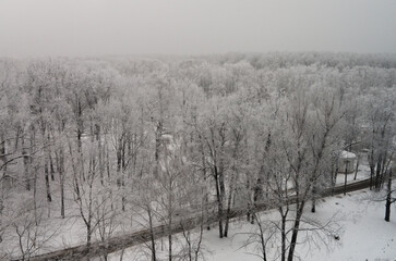 empty road in snow covered winter forest 