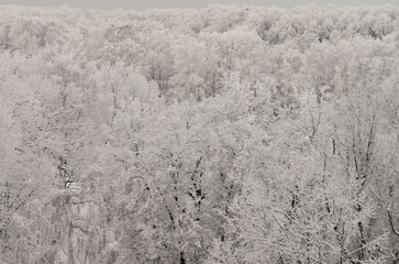 white trees in the forest after heavy snowfall