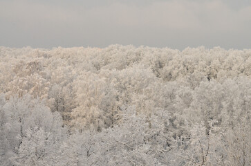 Fototapeta na wymiar white trees in the forest after heavy snowfall