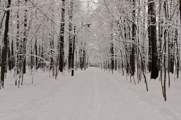 snow covered path in Izmaylovo Forest Park, Moscow