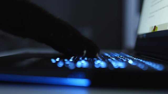 Cat paws typing on the keyboard. cat doing online shopping. 