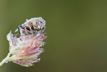 Fly close-up on a meadow plant.