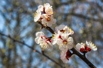 Cherry blossoms against a blue sky. Branches of blossoming cherry with soft focus. Beautiful floral image of spring nature.