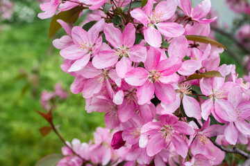 A branch of apple tree with pink flowers. Flowering apple tree in spring. Blossoming apple with soft focus.