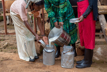 Women pouring fresh cow's milk into containers 