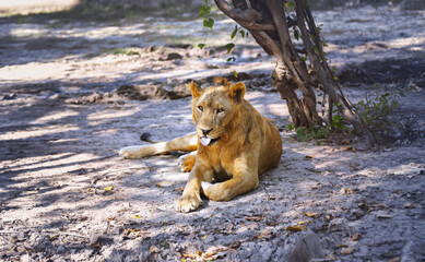 Lion sitting down in the National Park, Wildlife animal 
