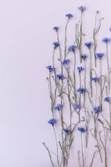 Blue cornflowers on white background. Minimalist flat lay, top view flowers composition