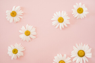 Beautiful chamomile daisy flower on neutral pink background. Minimalist floral template