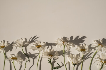 Elegant aesthetic chamomile daisy flowers pattern with sunlight shadows on neutral beige background...