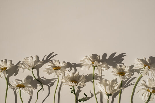 Elegant aesthetic chamomile daisy flowers pattern with sunlight shadows on neutral beige background with copy space