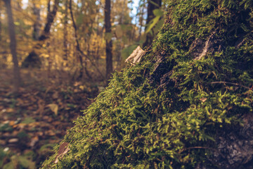 Closeup of a small delicate and beautiful leaf among moss and lichen in the forest. Outdoors wildlife. Selective focus, blurred background stock photography