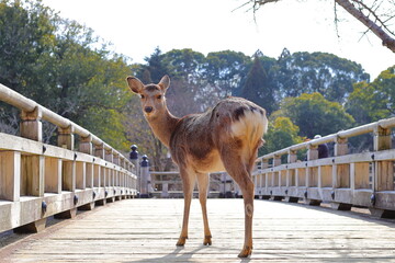 木橋の上のメス鹿／奈良公園