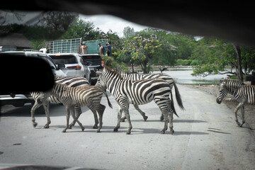 Zebra crossing the road in the zoo