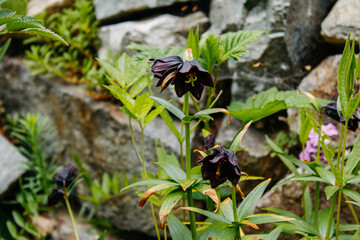 Flora and fauna of the Russian Far East. Wildlife and flora and fauna of Russia
