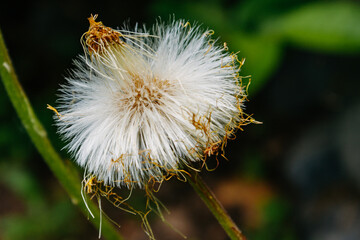 Flora and fauna of the Russian Far East. Wildlife and flora and fauna of Russia