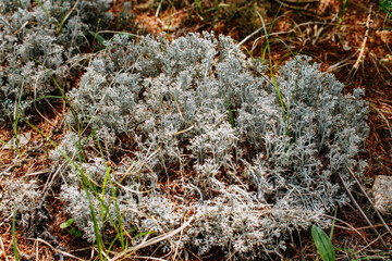Flora and fauna of the Russian Far East. Wildlife and flora and fauna of Russia