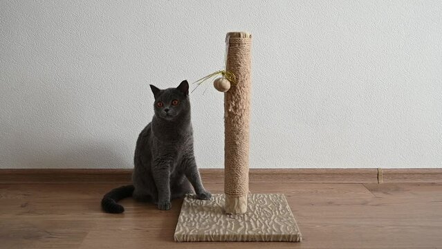 scratching post for a cat. Scottish cat sharpens its claws on a scratching post