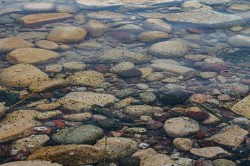 Flora and fauna of the Russian Far East. Wildlife and flora and fauna of Russia