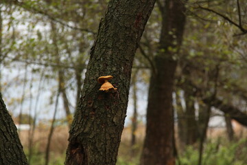 осенний лес