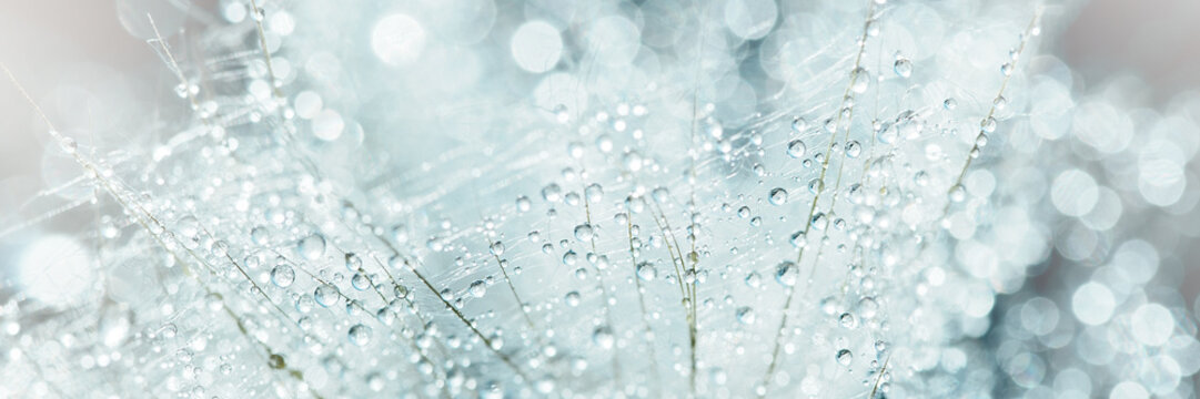 Macro dandelion at blue background. Freedom to Wish. Seed macro closeup. Goodbye Summer. Hope and dreaming concept. Fragility. Springtime. soft focus. Macro nature.