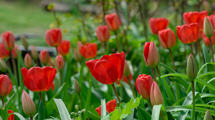 Fototapeta premium Red tulip flower in the field with vivid color