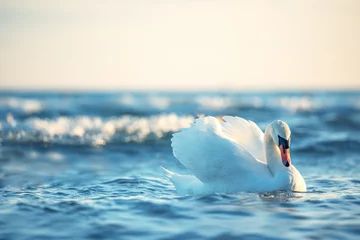Fotobehang White swans in the sea,sunrise shot © ValentinValkov
