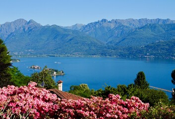 Red rhododendron blooming in a garden of a villa situated above Stresa overlooking Lake Maggiore, Piedmont, Italy.