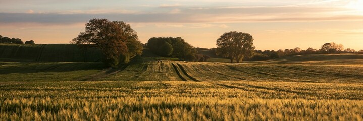 Getreide Feld Sommer © Lars Gieger