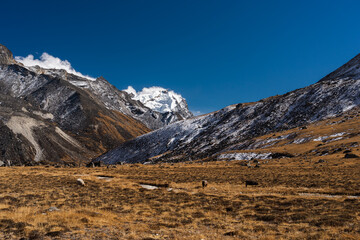 Landscape of Himalaya mountains and meadow at Kongma Dingma campsite between Mera peak and Amphulapcha high pass, Nepal