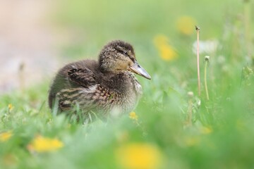 Young mallard duckling
sitting on the flowering meadow. Spring in the nature.  Anas platyrhynchos