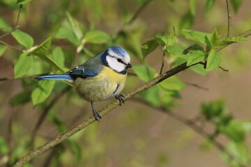 Cute blue tit  sitting on a twig with fresh green leaves. Spring in the nature.  Cyanistes caeruleus