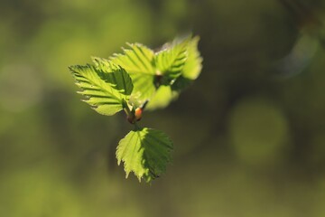 Young green leaves of birch tree on branch. Close up fresh of birch leaves in springtime